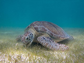 Green sea turtle grazing