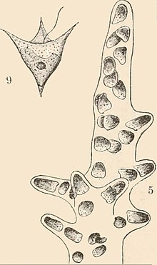 Scientific drawing of a single tetrahedral spore on the left and multiple cells growing within a thallus on the right.