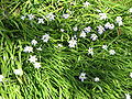 Ipheion uniflorum