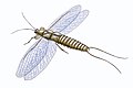 Image 20Reconstruction of a Carboniferous insect, the palaeodictyopteran Mazothairos (from Insect flight)