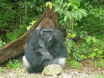 Western lowland gorilla in the African rainforest