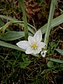 Ornithogalum balansae