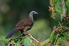 Speckled chachalaca