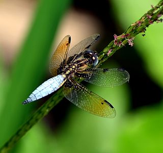 Palpopleura sexmaculata male