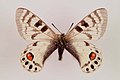 Parnassius charltonius male