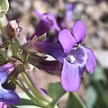 Flowers of Penstemon lentus