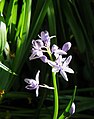 Scilla lilio-hyacinthus