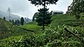 Tea Garden of Illam