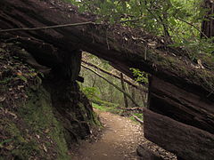 The Skyline-to-the-Sea Trail passing through a fallen California Redwood tree.