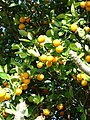 圓金橘（或Citrofortunella 品種金橘（英語：Citrofortunella））