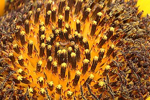 Sunflower disk florets