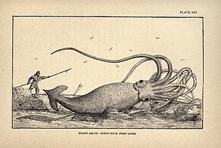 #45 (2/11/1878) Artist's impression of the "Thimble Tickle specimen" found on 2 November 1878, which reportedly measured 55 feet (17 m) in total length, from Charles Frederick Holder's Marvels of Animal Life (Holder, 1885:198, pl. 25). No photographs or exact measurements exist as the specimen was cut up for dog food soon after its discovery.