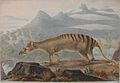 Thylacinus cynocephalus Painting by John Lewin of a thylacine (Tasmanian tiger), painted in 1817.