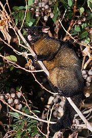 In a tree (dark brown form)