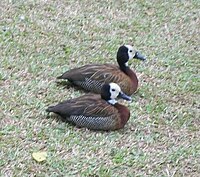 White-faced whistling ducks resting on the lawn.