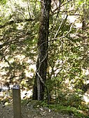 White alder tree overlooking creek in the park. Thick vines of poison oak have grown around the base of the tree.