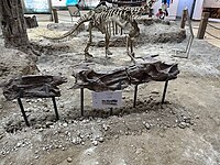 中加马门溪龙（Mamenchisaurus sinocanadorum）颈椎