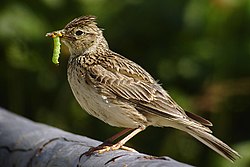A Skylark sitting on a branch with a speck of grass in its beak.