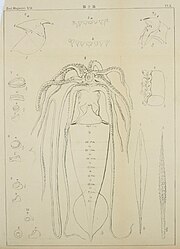 #67 (4/2/1895) Type specimen of Architeuthis japonica, caught in a net in Tokyo Bay on 4 February 1895 after a 2–3 day storm (Mitsukuri & Ikeda, 1895:pl. 10)