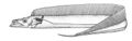 The largehead hairtail is a cutlassfish