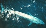 An adult Blue Whale in the eastern Pacific Ocean.