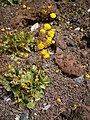 Calceolaria filicaulis