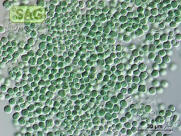 Chroococcidiopsis is one of the most primitive cyanobacteria known. It can photsynthesize in far-red light, and might be suitable for future colonising Mars.