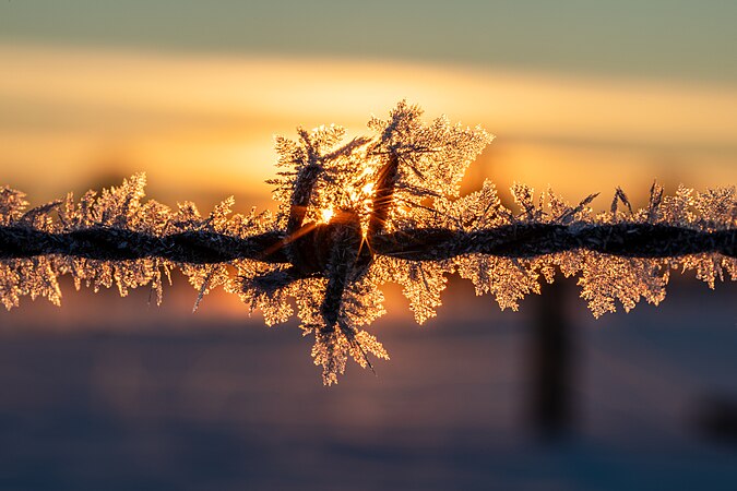 铁丝网上的冰晶。摄于德国北莱茵-威斯特法伦州杜尔门的豪斯迪尔门。