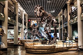 T. rex skeleton in exhibit hall.