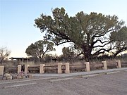 Large Cottonwood Tree on the San Pedro Riparian National Conservation Area