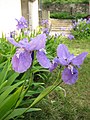 鸢尾 (Iris tectorum)