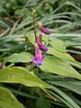 Lathyrus vernus