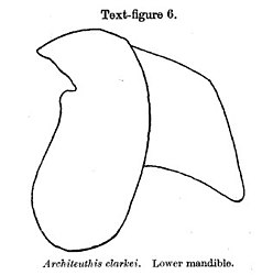 #107 (14/1/1933) Lower beak of the Scarborough specimen; the upper beak was not well preserved (Robson, 1933:687, text-fig. 6)