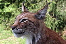 Eurasian lynx (Lynx lynx)