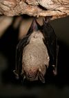 Myotis grisescens