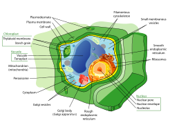 Plant cell structure-en