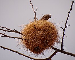 Pseudonigrita（英语：Pseudonigrita arnaudi） nest in Kenya, with entrance below