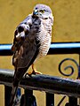 Shikra bird, Pune