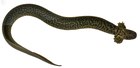 Siren reticulata