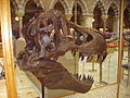 Tyrannosaurus rex skull in cabinet