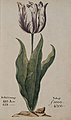 A tulip from a 1637 Dutch catalog