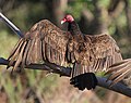 Turkey vulture in horaltic pose