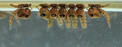 Mosquito pupae, shortly before the adults emerged. The head and thorax are fused into the cephalothorax.