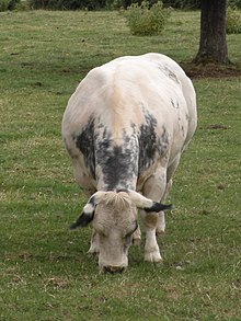 a pale cow with blue markings and black-tipped ears eating grass