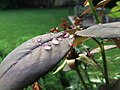 Rain droplets on rose plant leaf