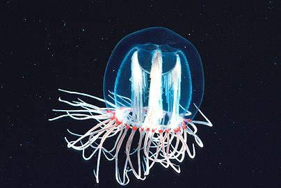 Planktonic jellyfish Medusae drift in the water column and move by contracting the muscles within the bell-like structure creating pulse-like movements. The tentacles contain harpoon-like stinging cells to capture small planktonic shrimp and crabs.