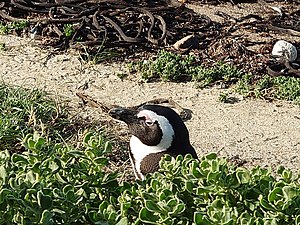 African penguin part of the Betty's Bay colony