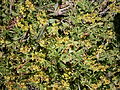 Alchemilla pentaphyllea