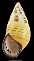 In A. floresianus, subgenus Syndromus, shell coiling is normally sinistral. Scale bar 10 mm.
