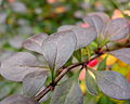 Leaves